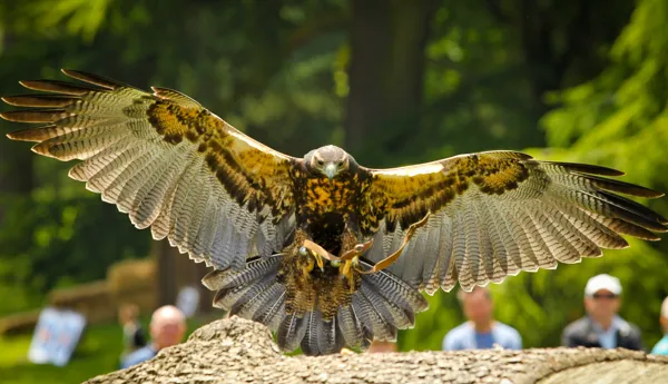 Winter Birds of Prey