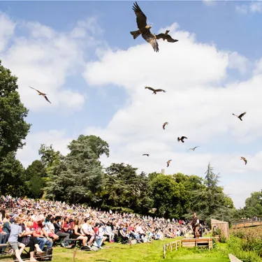 Falconers Quest Birds Of Prey